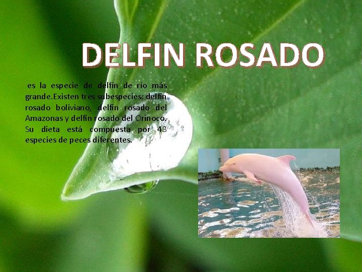 DELFIN ROSADO es la especie de delfín de río más grande. Existen tres subespecies: DELFIN ROSADO es la especie de delfín de río más grande. Existen tres subespecies: