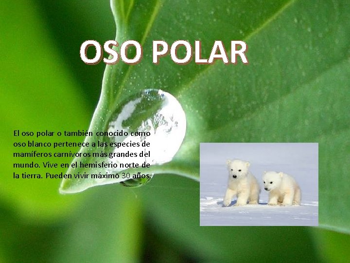 OSO POLAR El oso polar o también conocido como oso blanco pertenece a las OSO POLAR El oso polar o también conocido como oso blanco pertenece a las