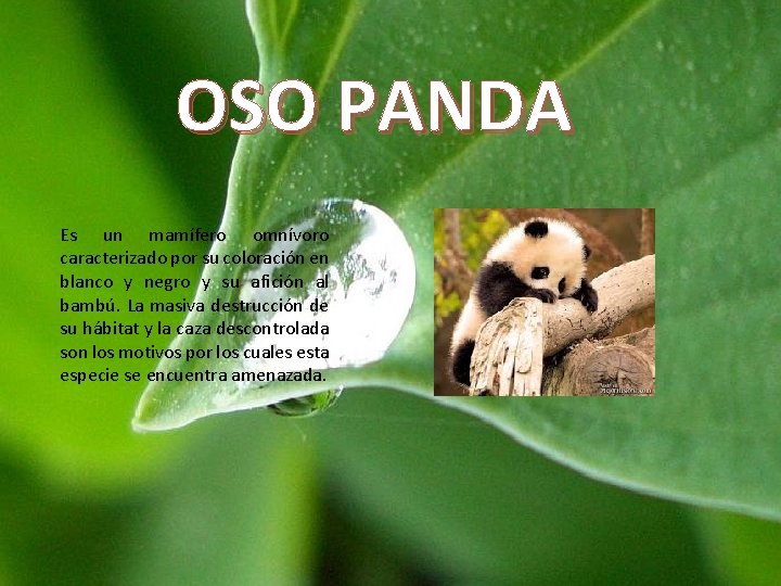 OSO PANDA Es un mamífero omnívoro caracterizado por su coloración en blanco y negro OSO PANDA Es un mamífero omnívoro caracterizado por su coloración en blanco y negro