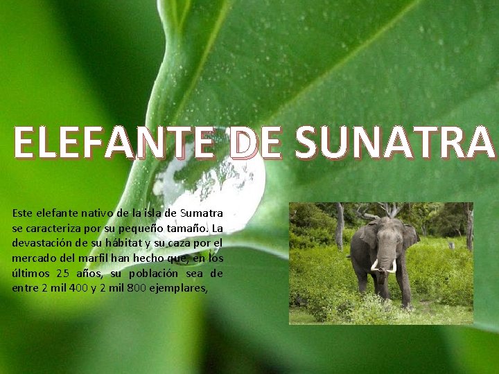 ELEFANTE DE SUNATRA Este elefante nativo de la isla de Sumatra se caracteriza por ELEFANTE DE SUNATRA Este elefante nativo de la isla de Sumatra se caracteriza por