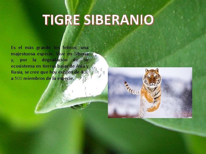 TIGRE SIBERANIO Es el más grande los felinos, una majestuosa especie. Vive en Siberia TIGRE SIBERANIO Es el más grande los felinos, una majestuosa especie. Vive en Siberia