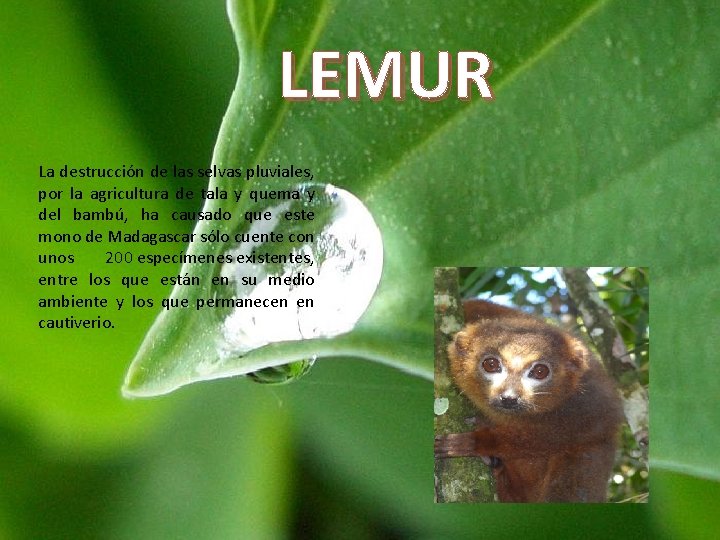 LEMUR La destrucción de las selvas pluviales, por la agricultura de tala y quema LEMUR La destrucción de las selvas pluviales, por la agricultura de tala y quema