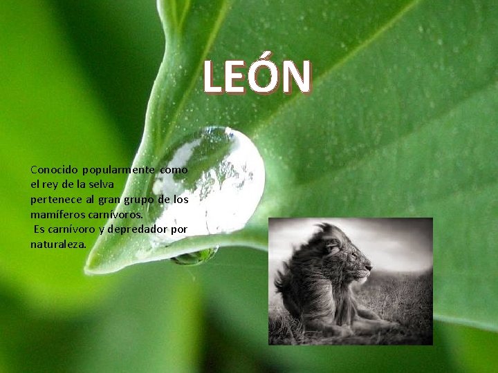 LEÓN Conocido popularmente como el rey de la selva pertenece al gran grupo de LEÓN Conocido popularmente como el rey de la selva pertenece al gran grupo de