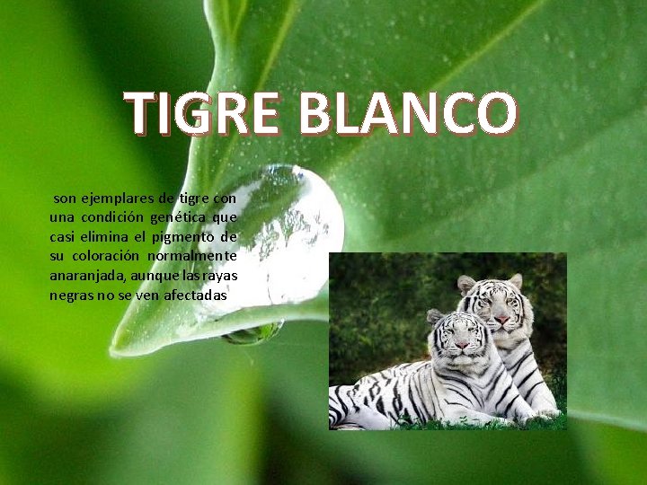 TIGRE BLANCO son ejemplares de tigre con una condición genética que casi elimina el TIGRE BLANCO son ejemplares de tigre con una condición genética que casi elimina el