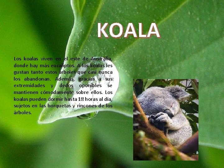 KOALA Los koalas viven en el este de Australia, donde hay más eucaliptos. A KOALA Los koalas viven en el este de Australia, donde hay más eucaliptos. A