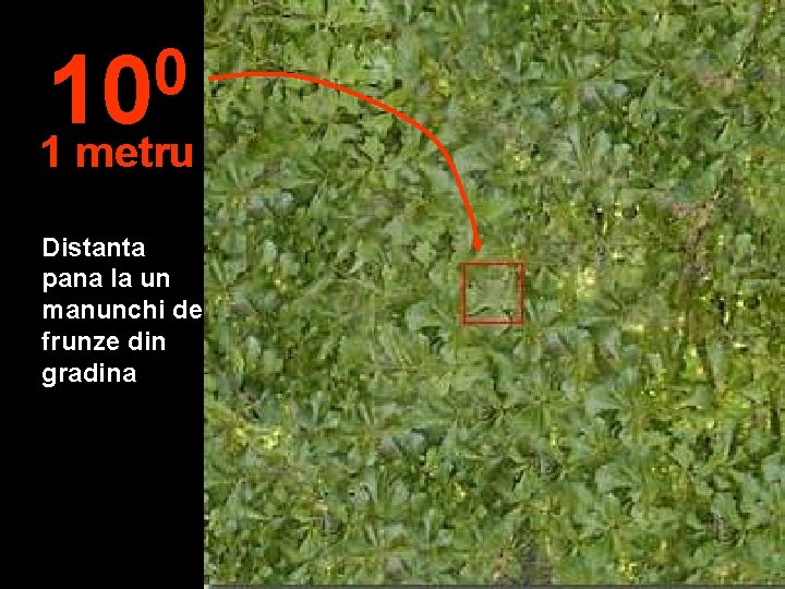 0 10 1 metru Distanta pana la un manunchi de frunze din gradina 