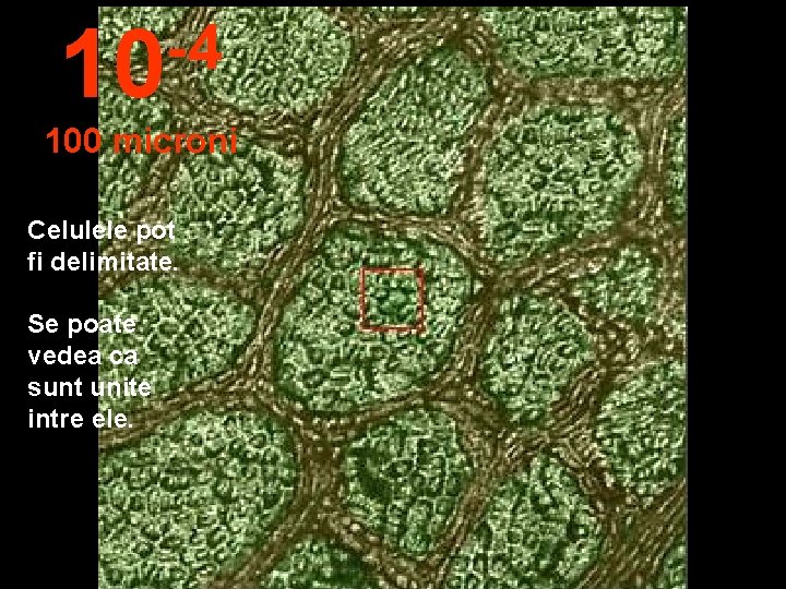 -4 10 100 microni Celulele pot fi delimitate. Se poate vedea ca sunt unite