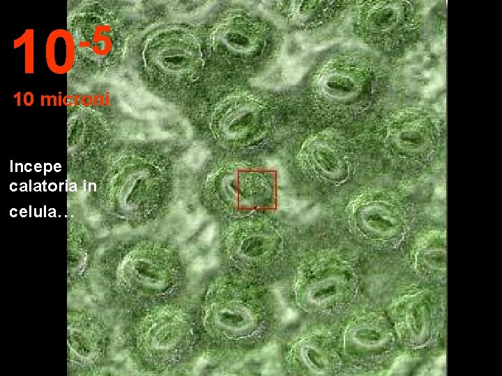 -5 10 10 microni Incepe calatoria in celula. . . 