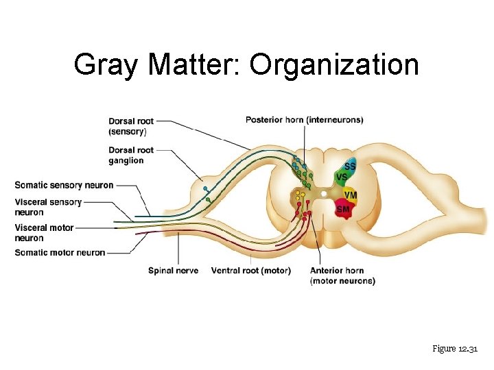 Gray Matter: Organization Figure 12. 31 