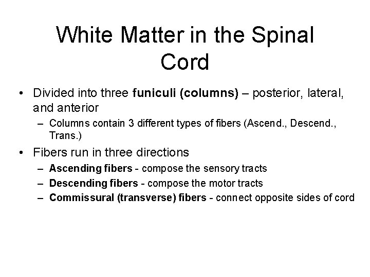 White Matter in the Spinal Cord • Divided into three funiculi (columns) – posterior,