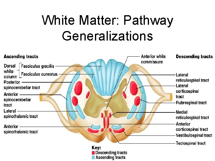 White Matter: Pathway Generalizations 