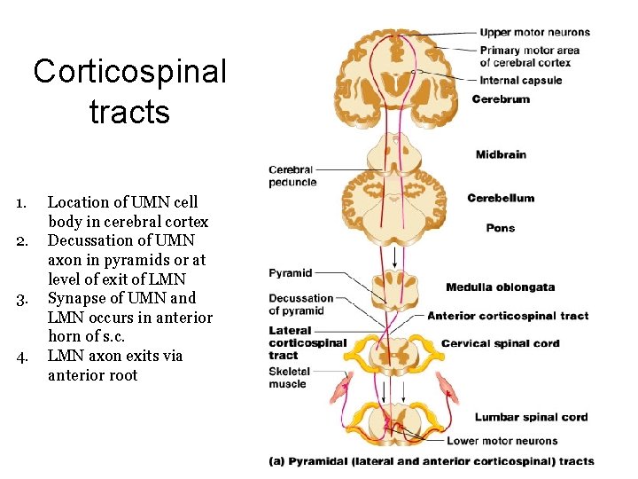 Corticospinal tracts 1. 2. 3. 4. Location of UMN cell body in cerebral cortex