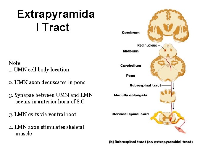 Extrapyramida l Tract Note: 1. UMN cell body location 2. UMN axon decussates in