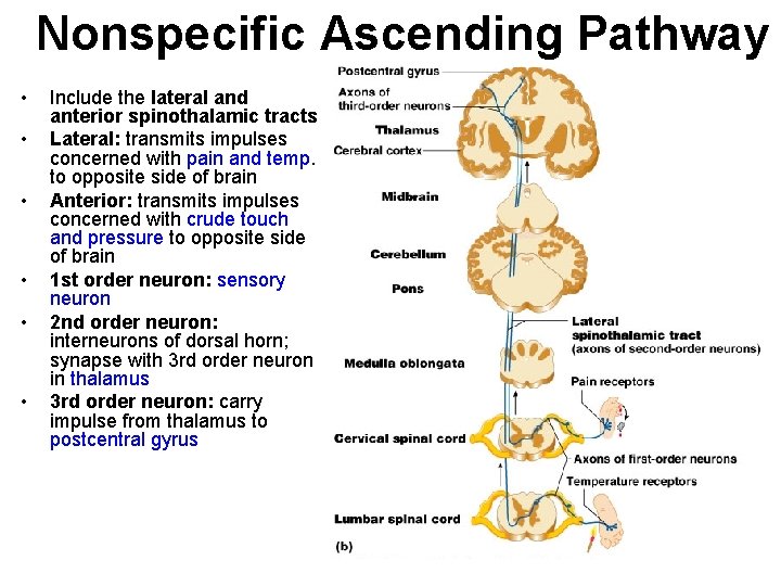 Nonspecific Ascending Pathway • • • Include the lateral and anterior spinothalamic tracts Lateral: