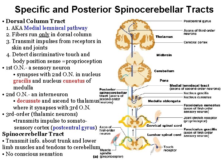 Specific and Posterior Spinocerebellar Tracts • Dorsal Column Tract 1. AKA Medial lemniscal pathway