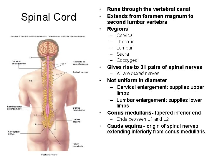 Spinal Cord • • • Runs through the vertebral canal Extends from foramen magnum