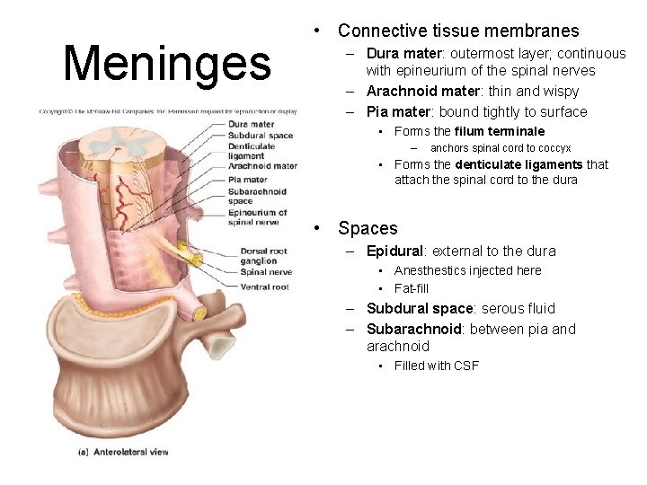 Meninges • Connective tissue membranes – Dura mater: outermost layer; continuous with epineurium of