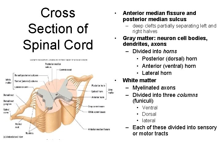 Cross Section of Spinal Cord • Anterior median fissure and posterior median sulcus –