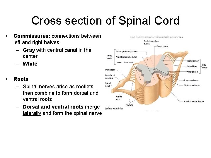 Cross section of Spinal Cord • Commissures: connections between left and right halves –