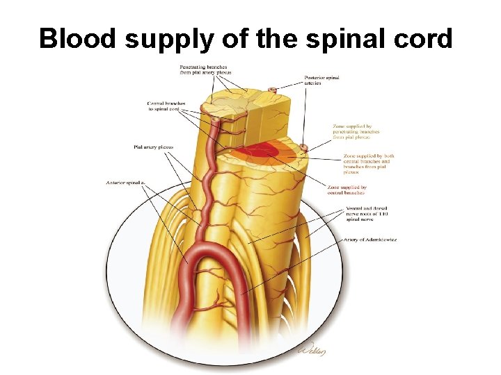 Blood supply of the spinal cord 