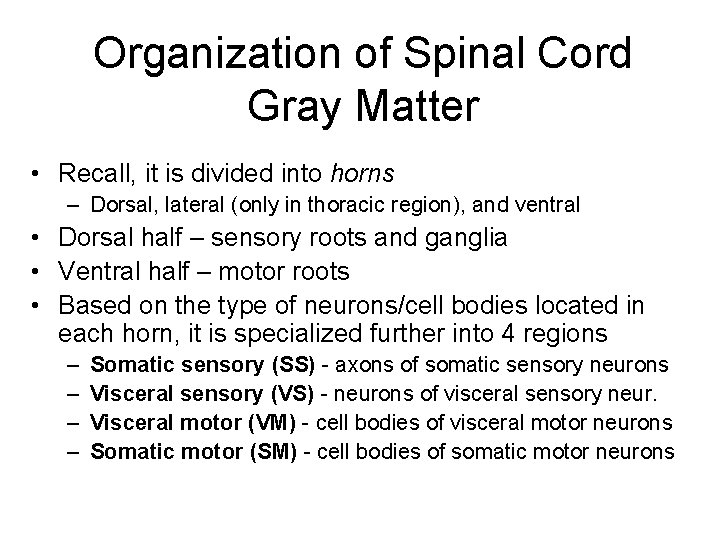 Organization of Spinal Cord Gray Matter • Recall, it is divided into horns –