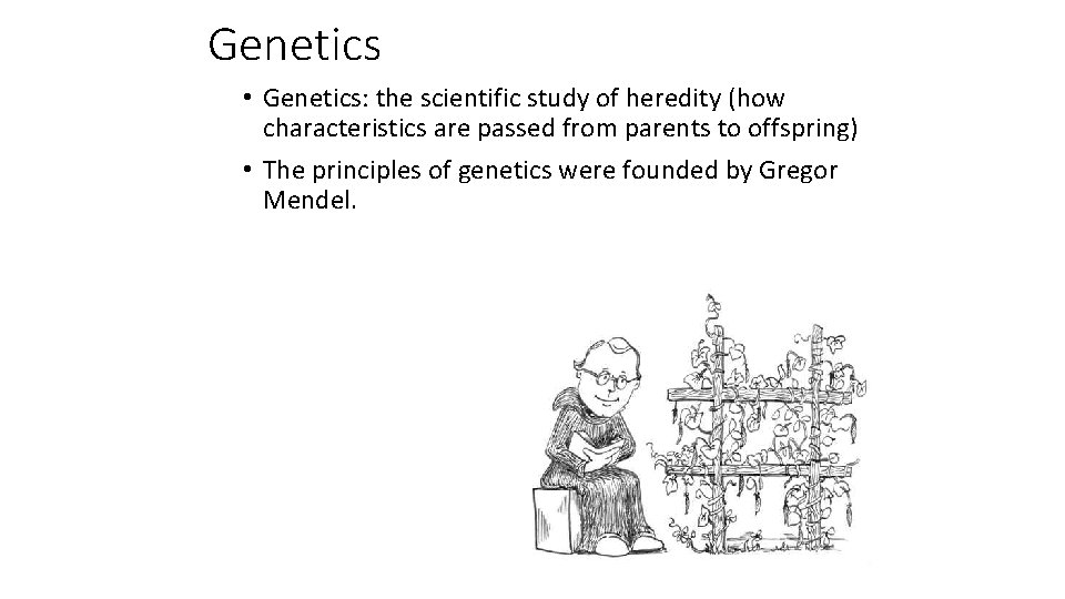 Genetics • Genetics: the scientific study of heredity (how characteristics are passed from parents