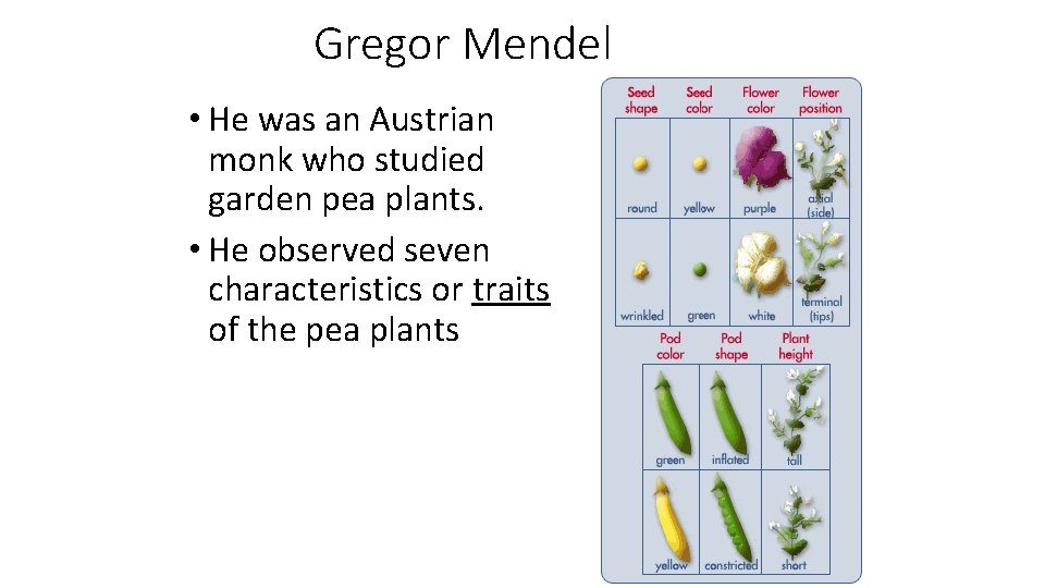 Gregor Mendel • He was an Austrian monk who studied garden pea plants. •