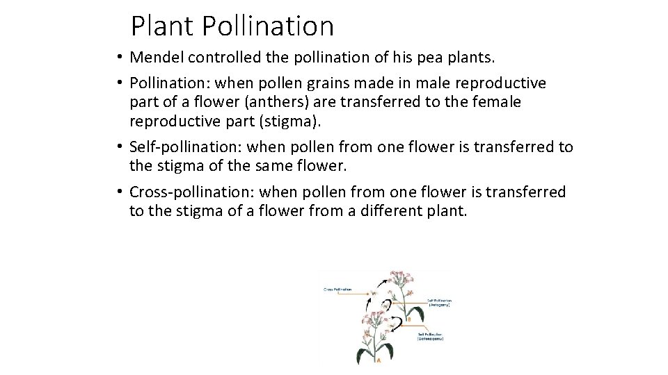 Plant Pollination • Mendel controlled the pollination of his pea plants. • Pollination: when