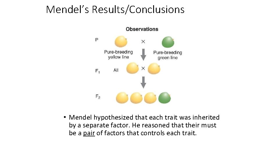 Mendel’s Results/Conclusions • Mendel hypothesized that each trait was inherited by a separate factor.