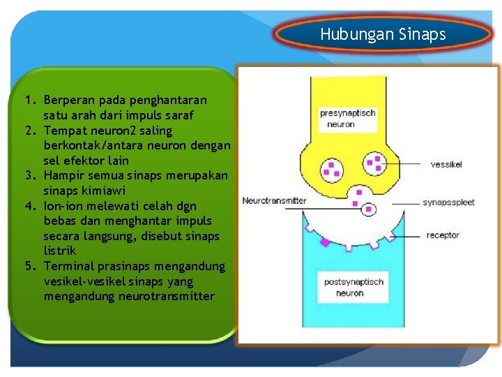 Hubungan Sinaps 1. Berperan pada penghantaran satu arah dari impuls saraf 2. Tempat neuron