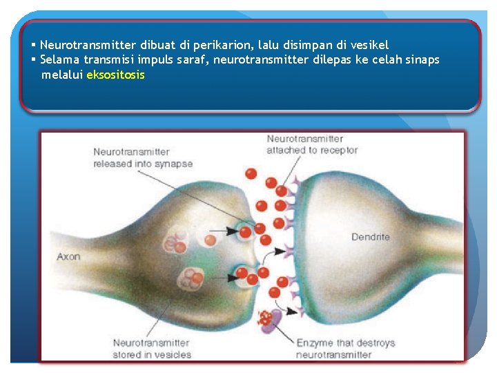 § Neurotransmitter dibuat di perikarion, lalu disimpan di vesikel § Selama transmisi impuls saraf,