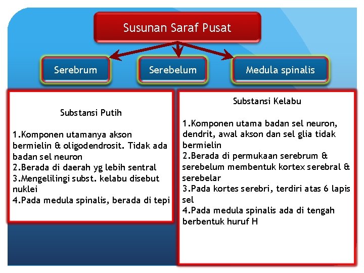 Susunan Saraf Pusat Serebrum Serebelum Medula spinalis Substansi Kelabu Substansi Putih 1. Komponen utamanya