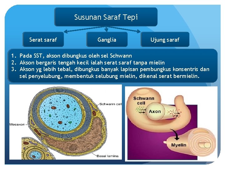 Susunan Saraf Tepi Serat saraf Ganglia Ujung saraf 1. Pada SST, akson dibungkus oleh