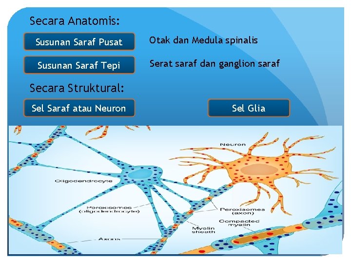 Secara Anatomis: Susunan Saraf Pusat Otak dan Medula spinalis Susunan Saraf Tepi Serat saraf