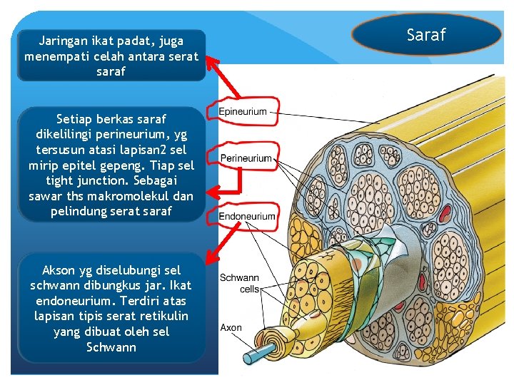 Jaringan ikat padat, juga menempati celah antara serat saraf Setiap berkas saraf dikelilingi perineurium,