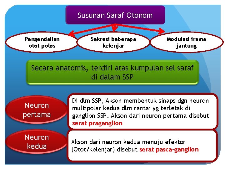 Susunan Saraf Otonom Pengendalian otot polos Sekresi beberapa kelenjar Modulasi irama jantung Secara anatomis,