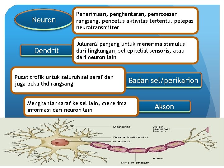 Neuron Dendrit Penerimaan, penghantaran, pemrosesan rangsang, pencetus aktivitas tertentu, pelepas neurotransmitter Juluran 2 panjang