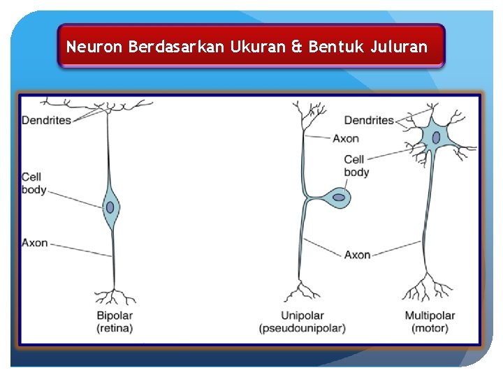 Neuron Berdasarkan Ukuran & Bentuk Juluran 