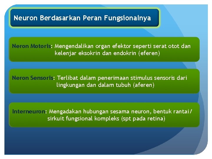 Neuron Berdasarkan Peran Fungsionalnya Neron Motoris: Mengendalikan organ efektor seperti serat otot dan kelenjar