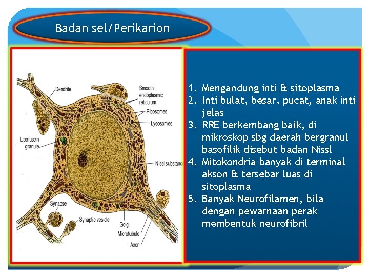 Badan sel/Perikarion 1. Mengandung inti & sitoplasma 2. Inti bulat, besar, pucat, anak inti