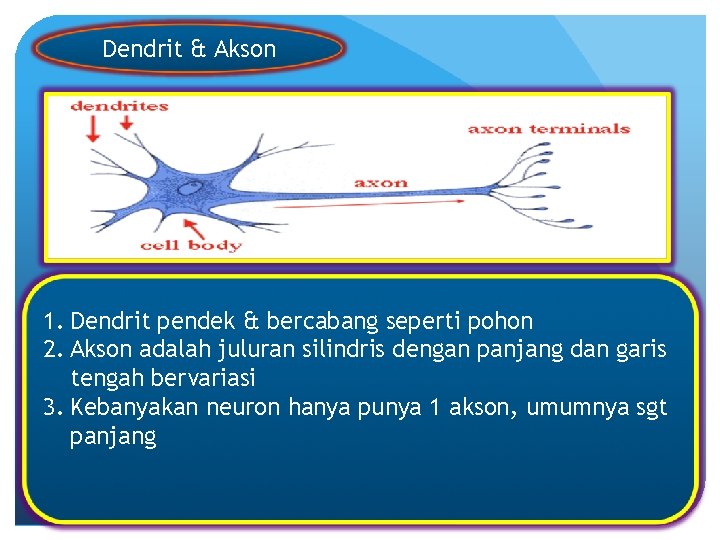 Dendrit & Akson 1. Dendrit pendek & bercabang seperti pohon 2. Akson adalah juluran