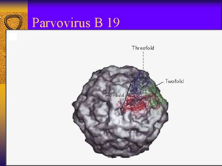Parvovirus B 19 