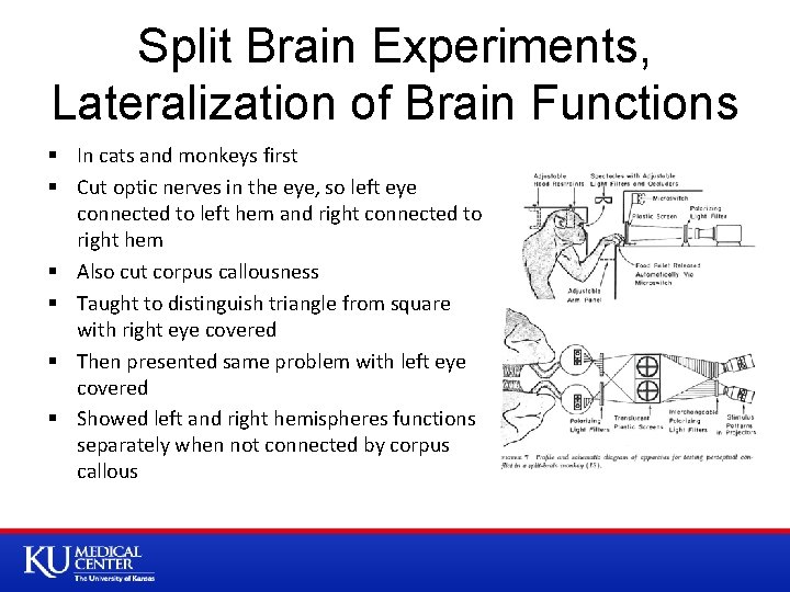 Split Brain Experiments, Lateralization of Brain Functions § In cats and monkeys first §