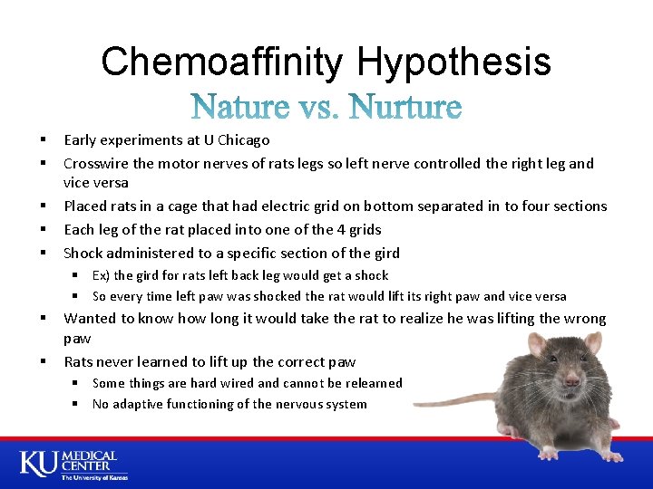 Chemoaffinity Hypothesis § § § Early experiments at U Chicago Crosswire the motor nerves