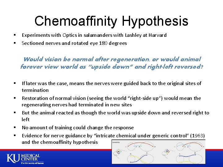 Chemoaffinity Hypothesis § § Experiments with Optics in salamanders with Lashley at Harvard Sectioned