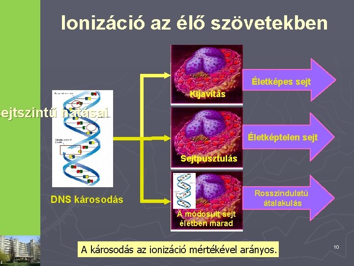 Ionizáció az élő szövetekben Életképes sejt Kijavítás sejtszintű hatásai Életképtelen sejt Sejtpusztulás Rosszindulatú átalakulás