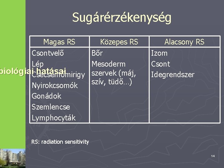 Sugárérzékenység Magas RS Csontvelő Lép biológiai. Csecsemőmirigy hatásai Nyirokcsomók Gonádok Szemlencse Lymphocyták Közepes RS