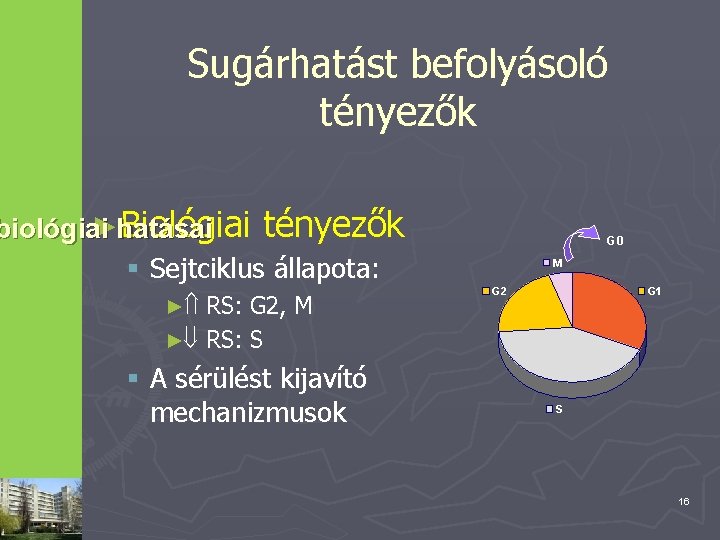 Sugárhatást befolyásoló tényezők ►hatásai Biológiai tényezők biológiai § Sejtciklus állapota: ► RS: G 2,