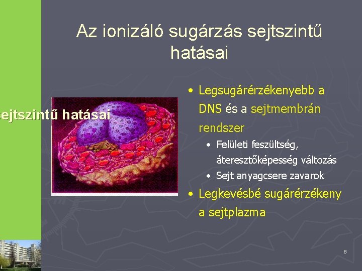 Az ionizáló sugárzás sejtszintű hatásai • Legsugárérzékenyebb a DNS és a sejtmembrán rendszer •