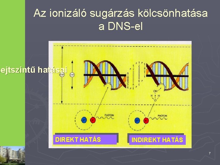 Az ionizáló sugárzás kölcsönhatása a DNS-el sejtszintű hatásai DIREKT HATÁS INDIREKT HATÁS 7 